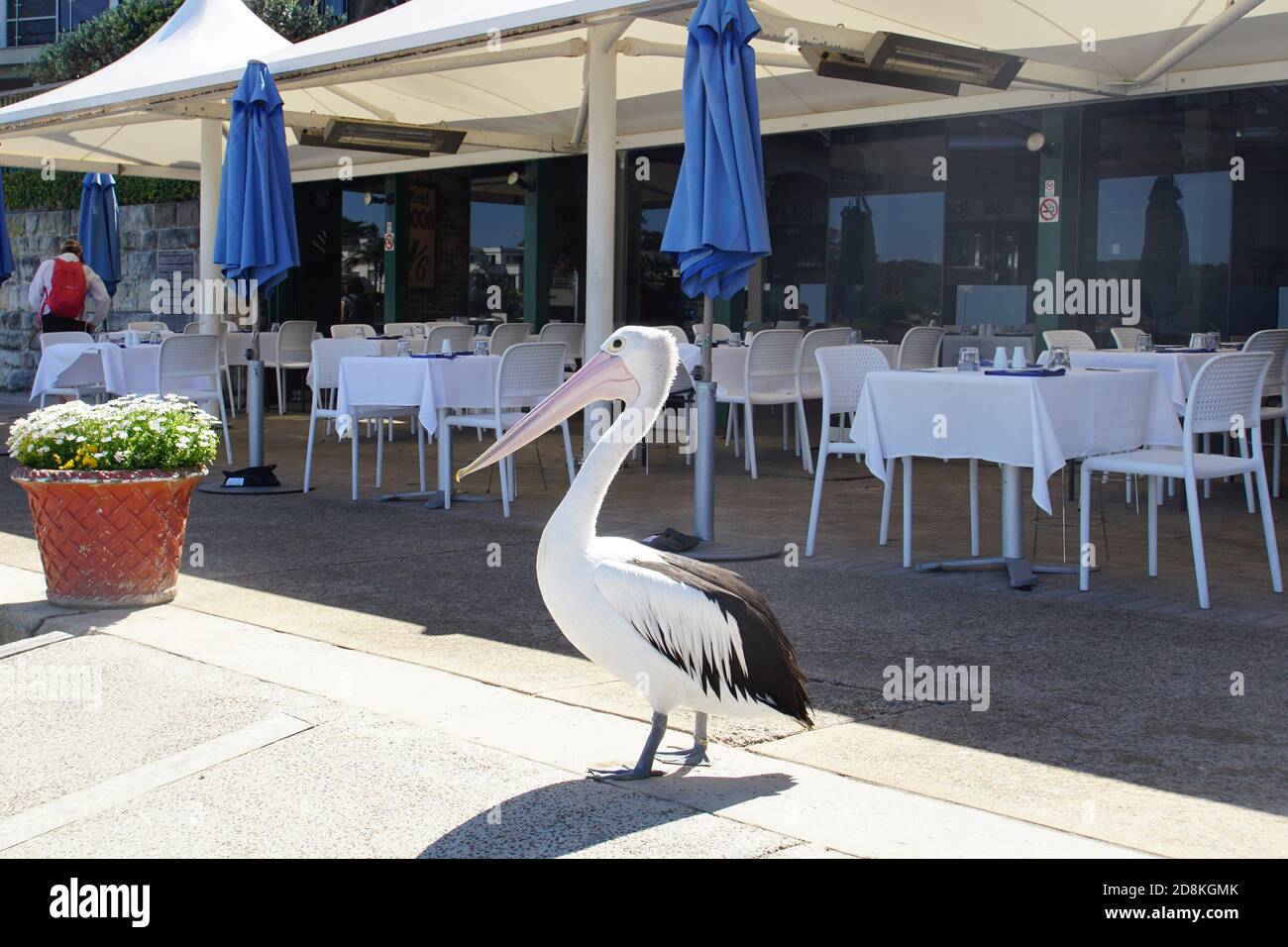 Pelican in attesa di clienti su un tavolo esterno Foto Stock