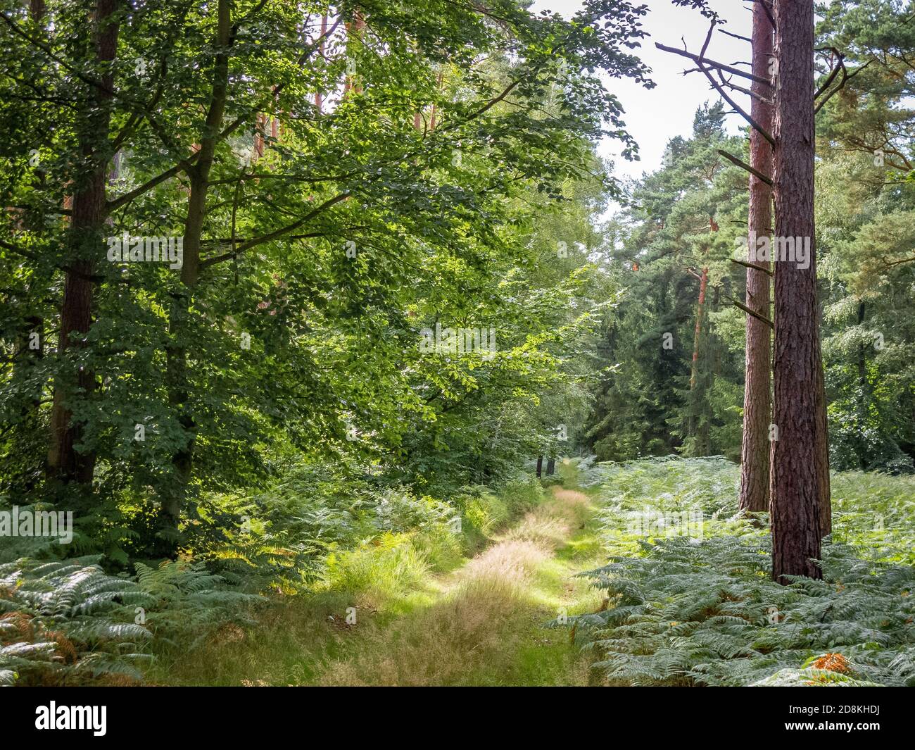 Relax e riposo nella natura con passeggiate in campo e forrest. Foto Stock