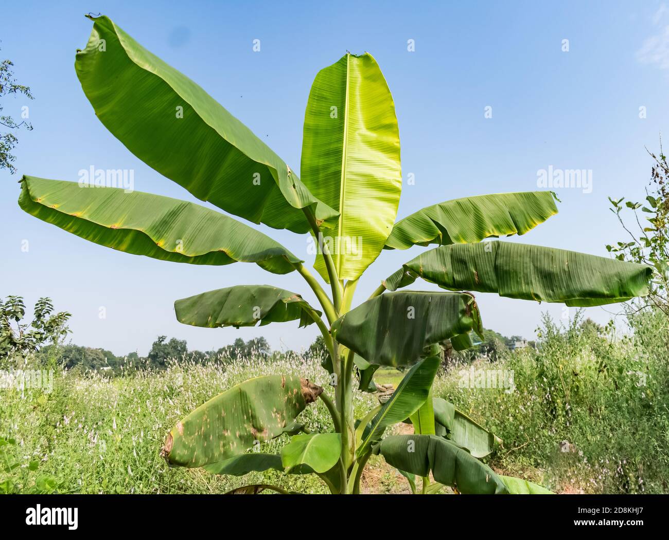 singola banana albero vista ravvicinata con foglia verde che guarda impressionante con cielo sfondo impressionante. Foto Stock