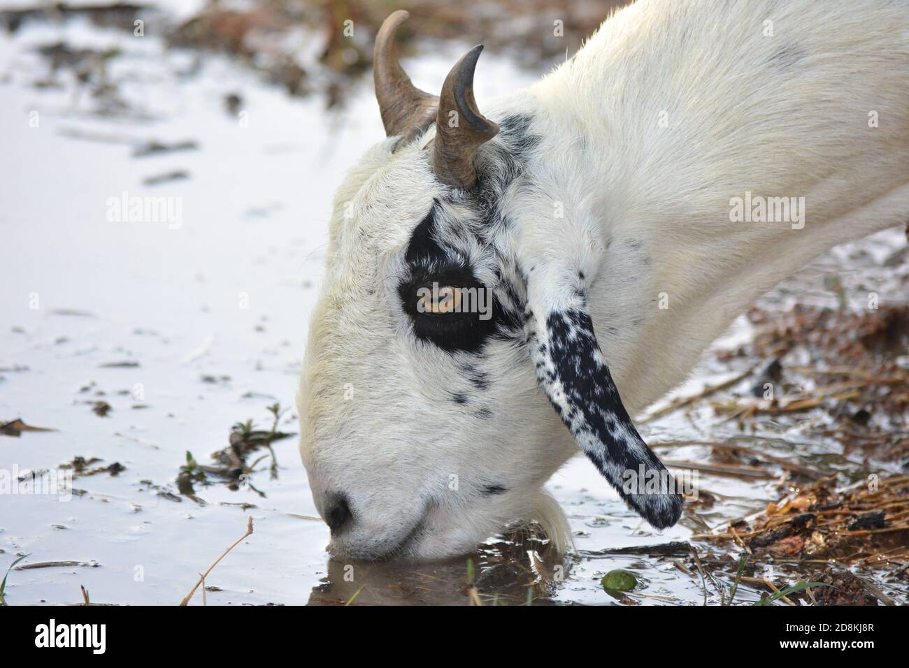 Capra beve acqua nella fattoria Foto Stock