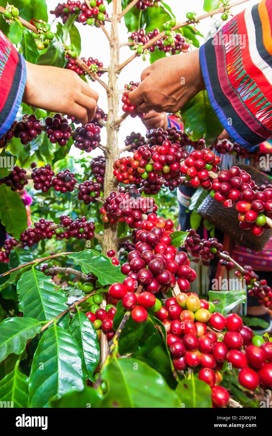 Un gruppo di donne della tribù Lahu in abiti tradizionali che raccolgono i chicchi di caffè in un giardino di caffè. Messa a fuoco selettiva. Foto Stock