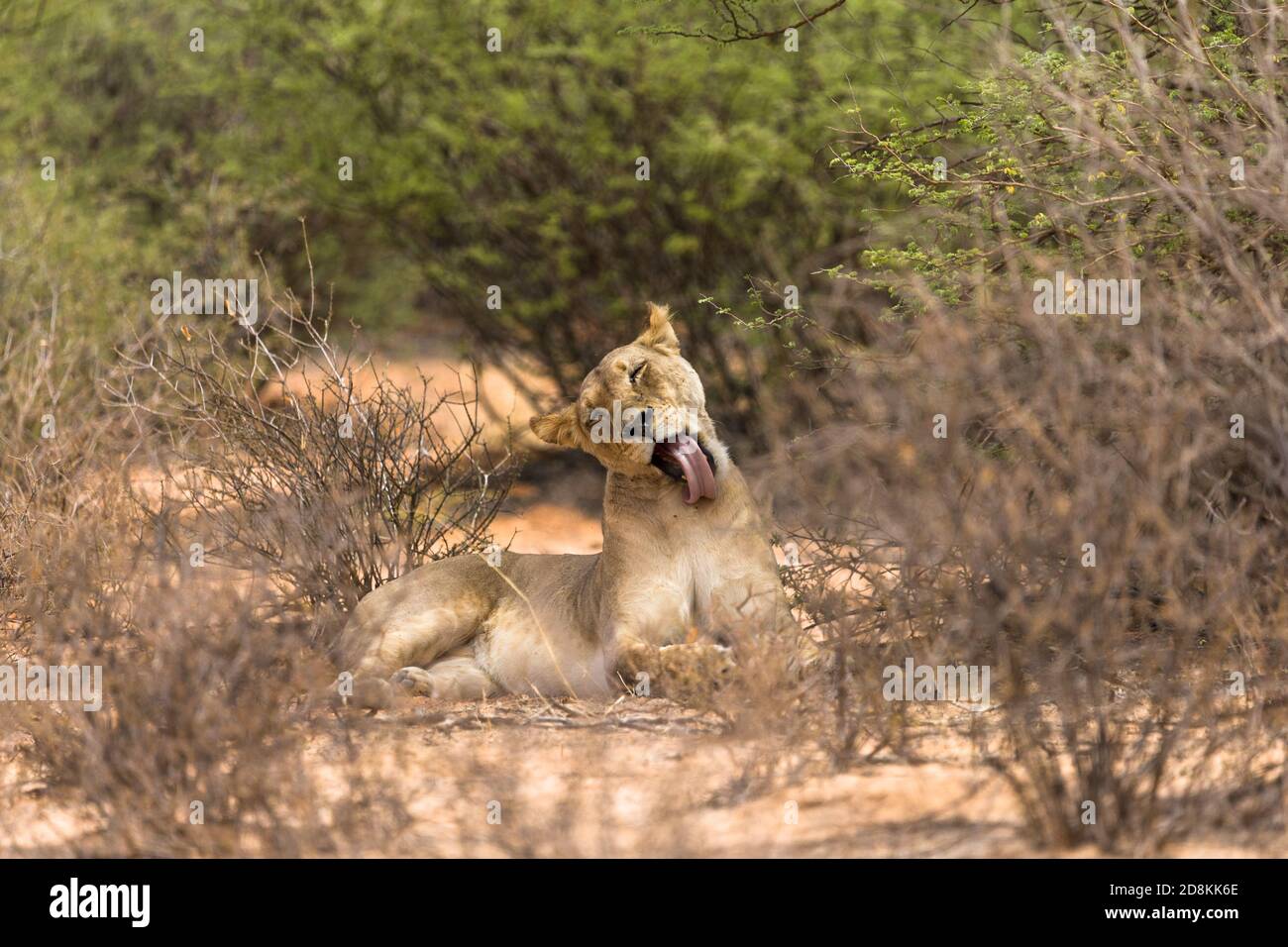 La leonessa si lecca o si brilla con una lunga lingua che attacca la bocca aperta nel cespuglio africano al Kgalagadi Transfertier Park, Sudafrica Foto Stock