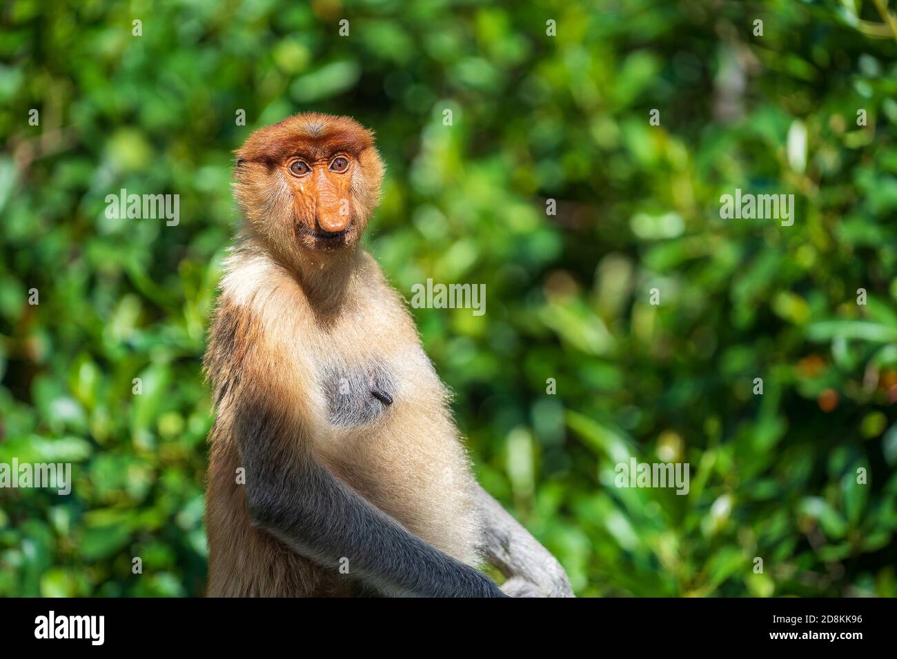 Famiglia di scimmia Proboscis selvatica o larvatus Nasalis, nella foresta pluviale dell'isola Borneo, Malesia, primo piano. Scimmia incredibile con un naso grande. Foto Stock