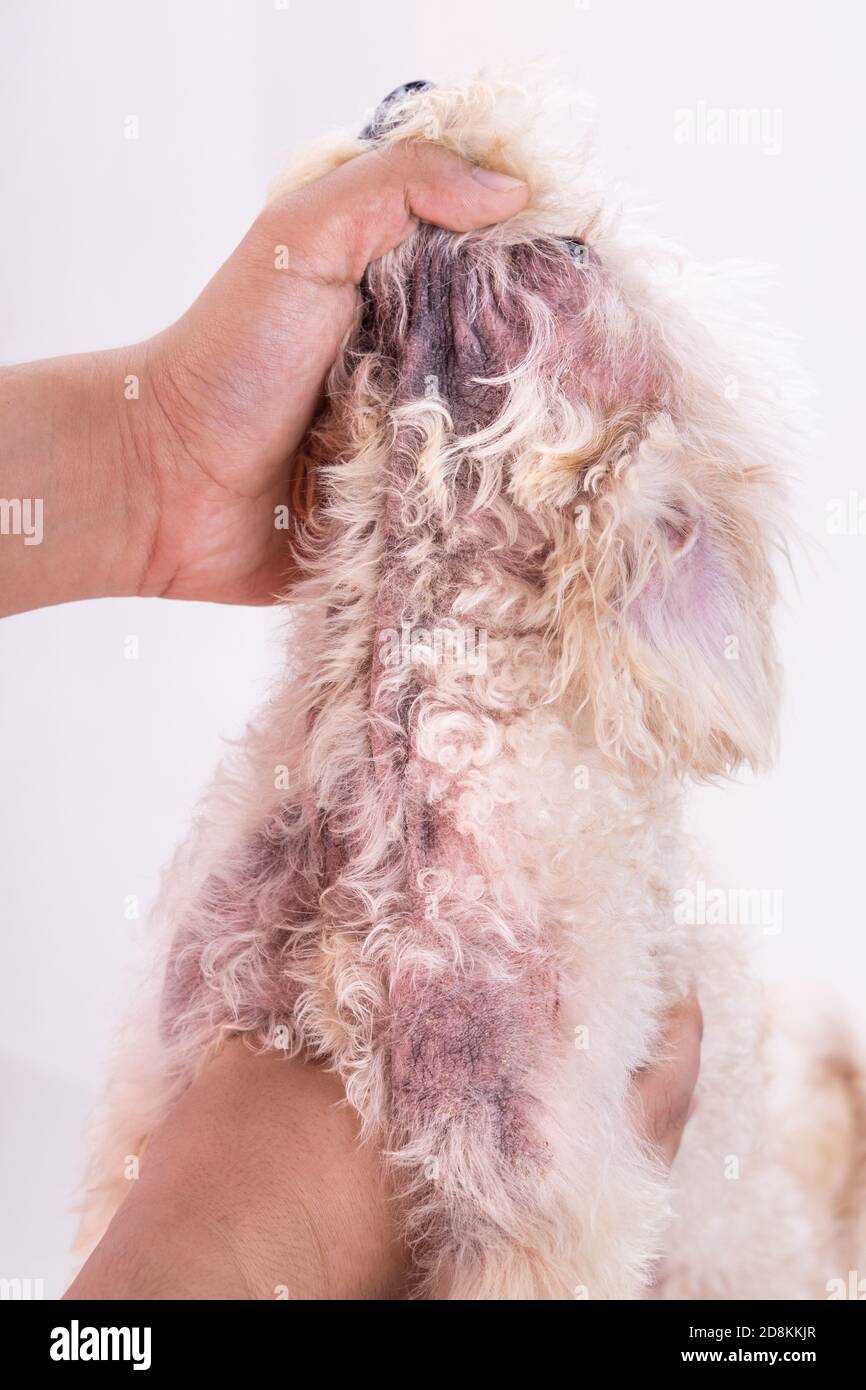 Veterinario ispezionando cane con irritazione della pelle con lievito, infezione fungina Foto Stock