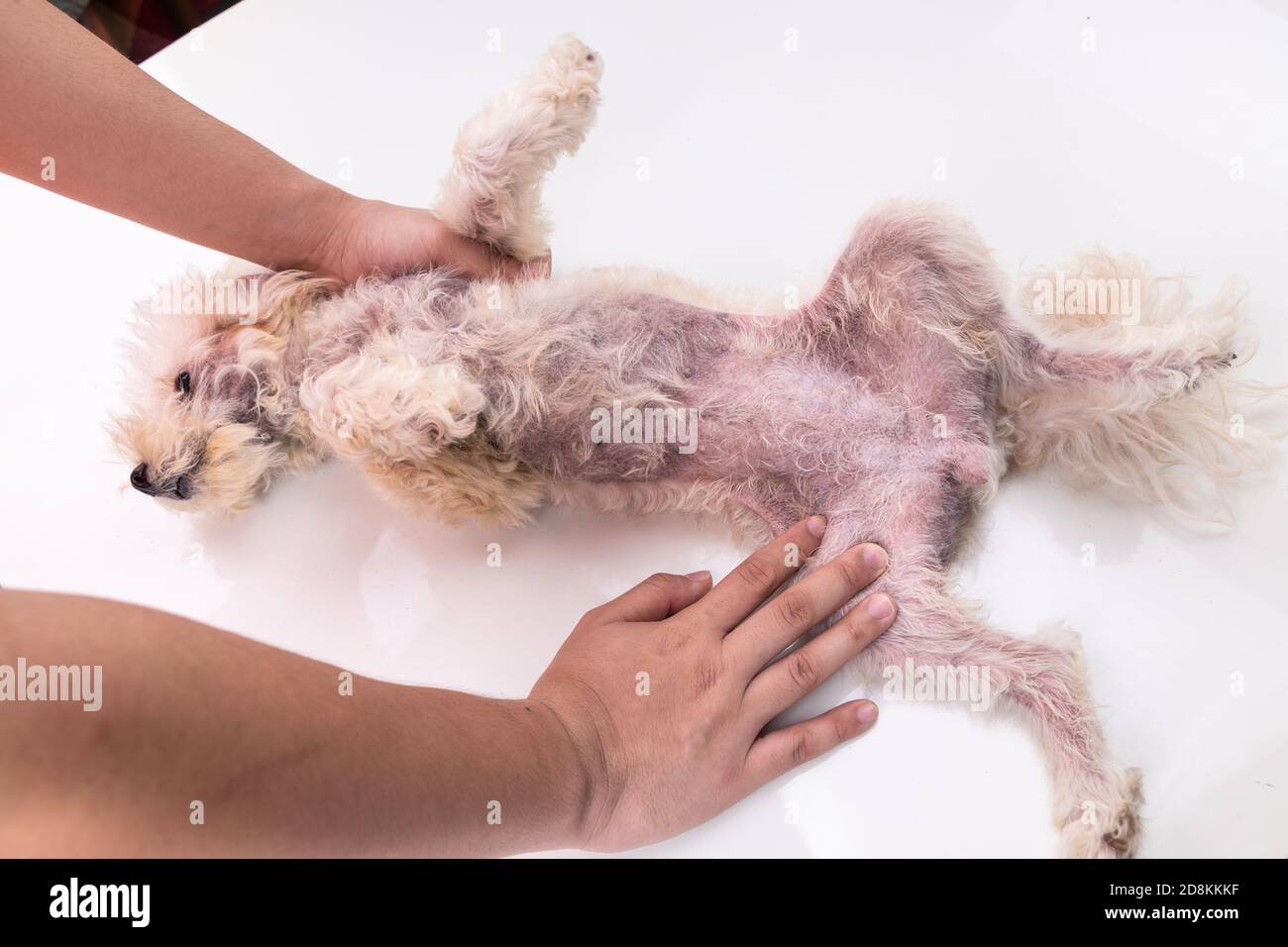 Veterinario ispezionando cane con irritazione della pelle con lievito, infezione fungina Foto Stock