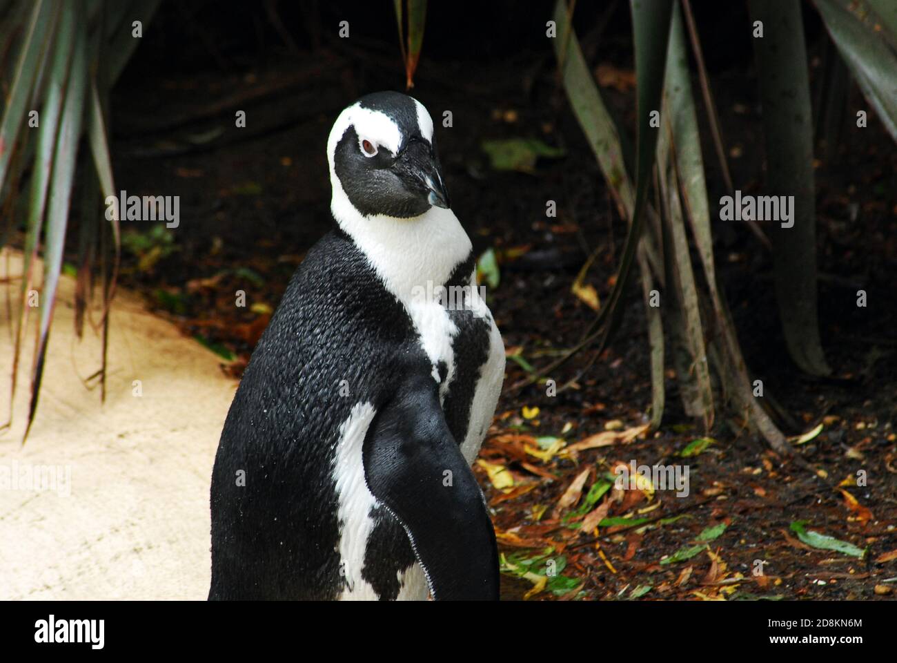 Pinguino africano (Speniscus demersus) conosciuto anche come il pinguino del Capo, pinguino sudafricano, pinguino a piedi neri e pinguino di jackass specie minacciate Foto Stock