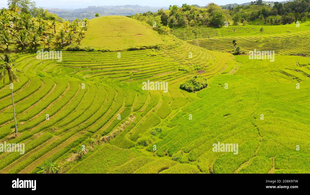 Vista aerea delle terrazze di riso nelle Filippine. Piantagioni di riso in Asia. Foto Stock