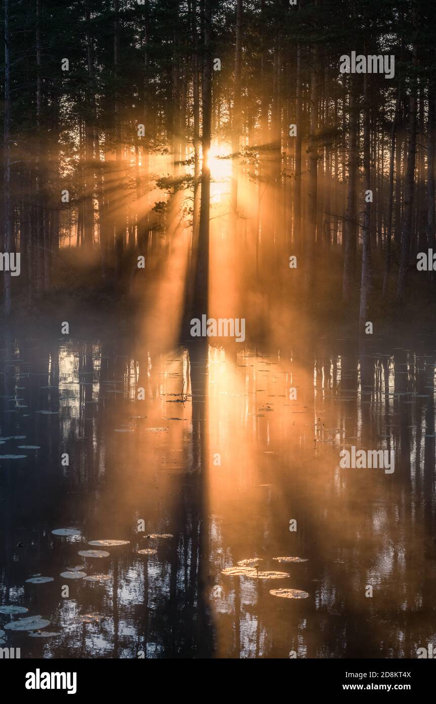 Bella luce del sole del mattino con nebbia e raggi di sole sorprendenti a. foresta in Finlandia Foto Stock