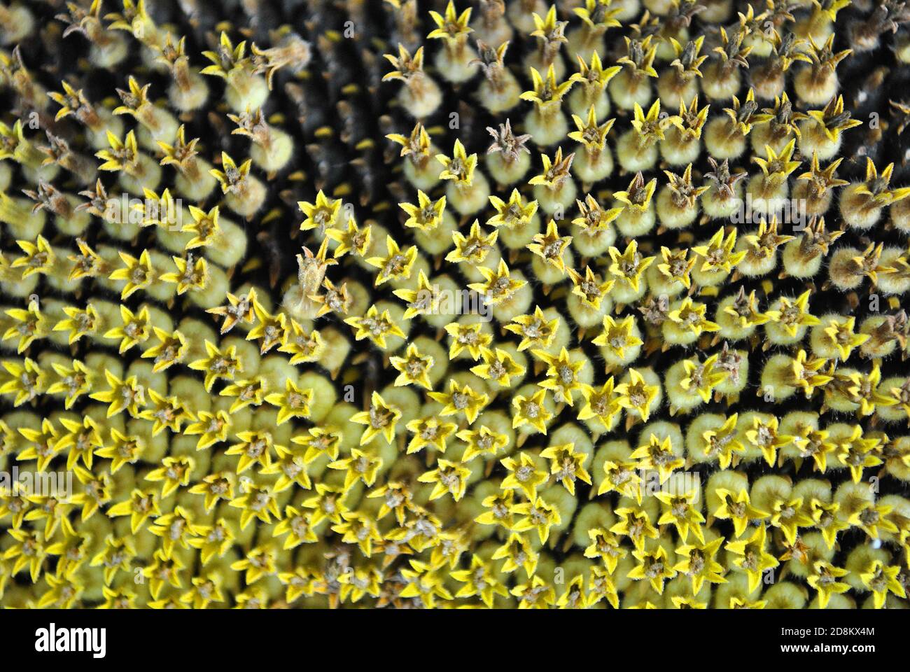 Fioritura di piante di girasole close up macro dettaglio, naturale sfondo organico Foto Stock