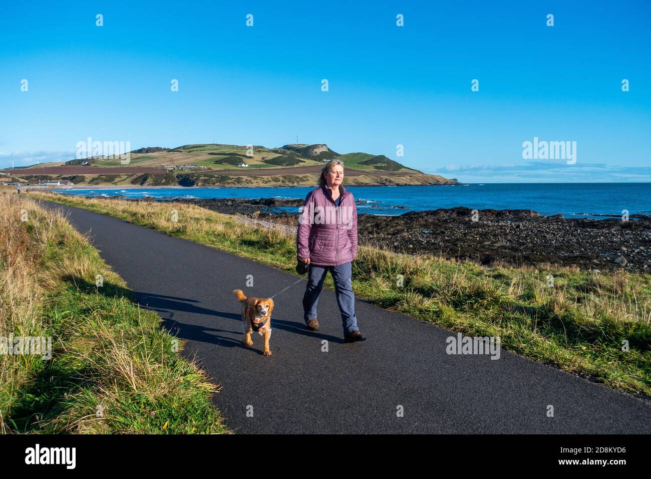 Un cane camminatore sul percorso accanto alla spiaggia di ghiaia presso la città di Inverbervie, Aberdeenshire, Scozia, Regno Unito Foto Stock