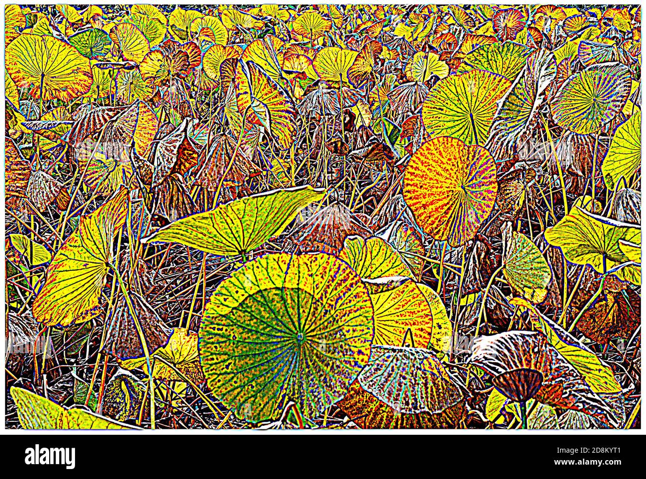 Su uno stagno, le foglie di loto, dopo il periodo di fioritura, stanno cambiando di colori, questa foto ritoccata sembra un disegno. Foto Stock