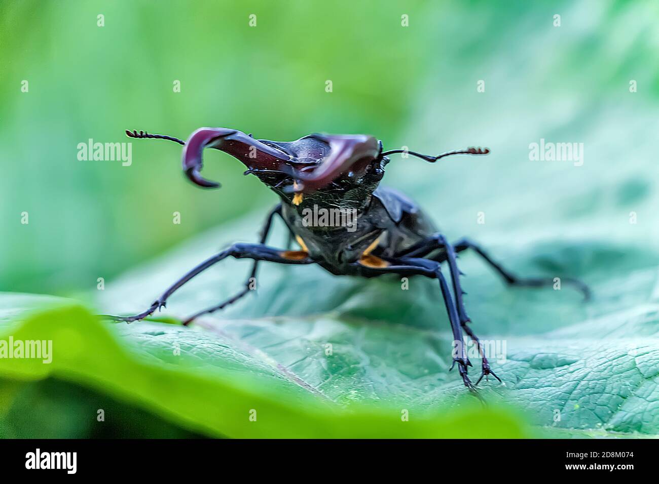 Su una grande foglia verde si trova un grande barile di cervo (Lucanus cervus). Un insetto seduto sull'erba (cervo scarabeo). Insetti rari europei. Foto Stock