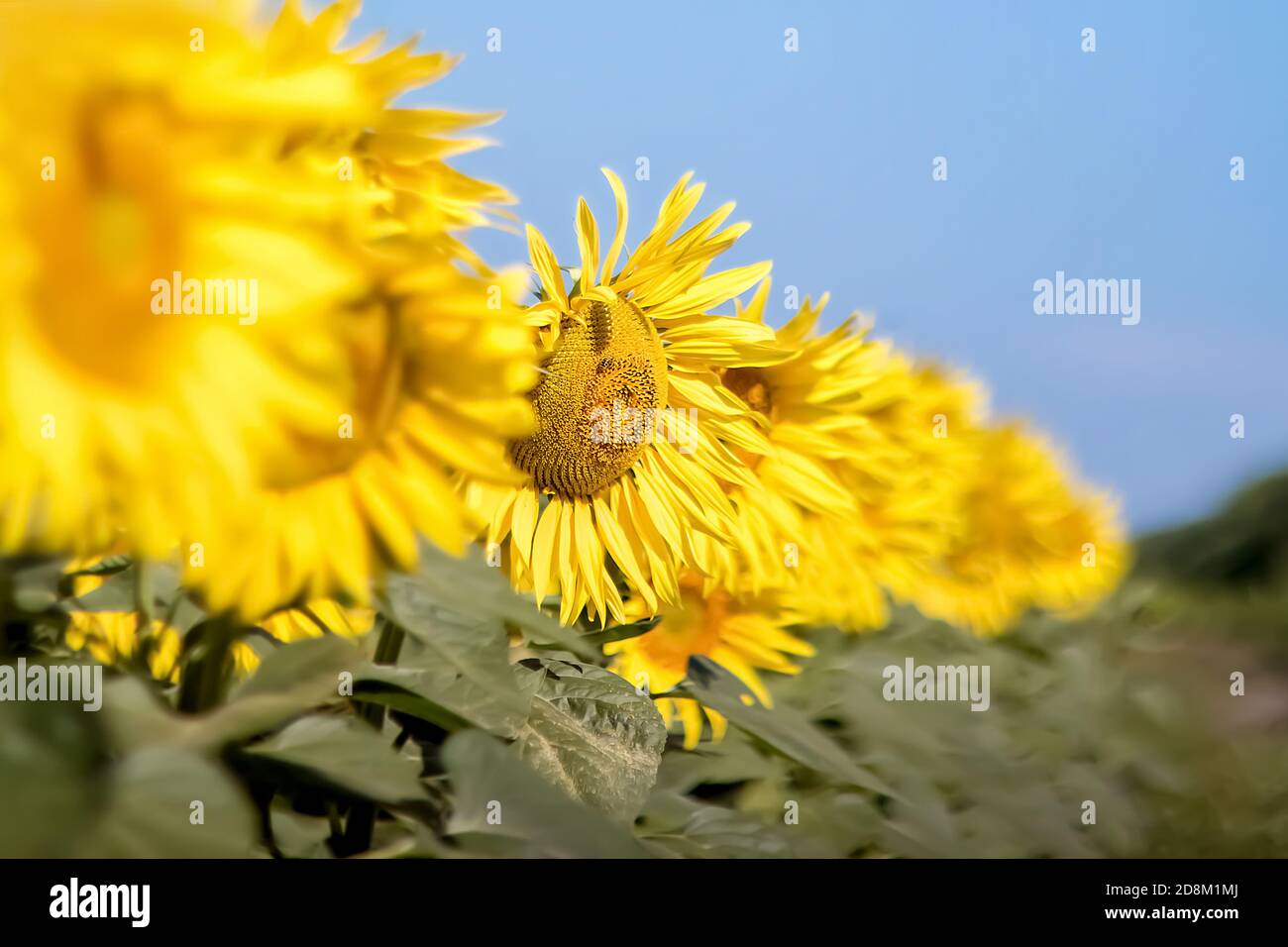 Girasoli contro un cielo blu chiaro. Paesaggio di un campo di girasole. Vista sul campo di girasole. Primo piano fiori di girasole. Messa a fuoco selettiva. Foto Stock