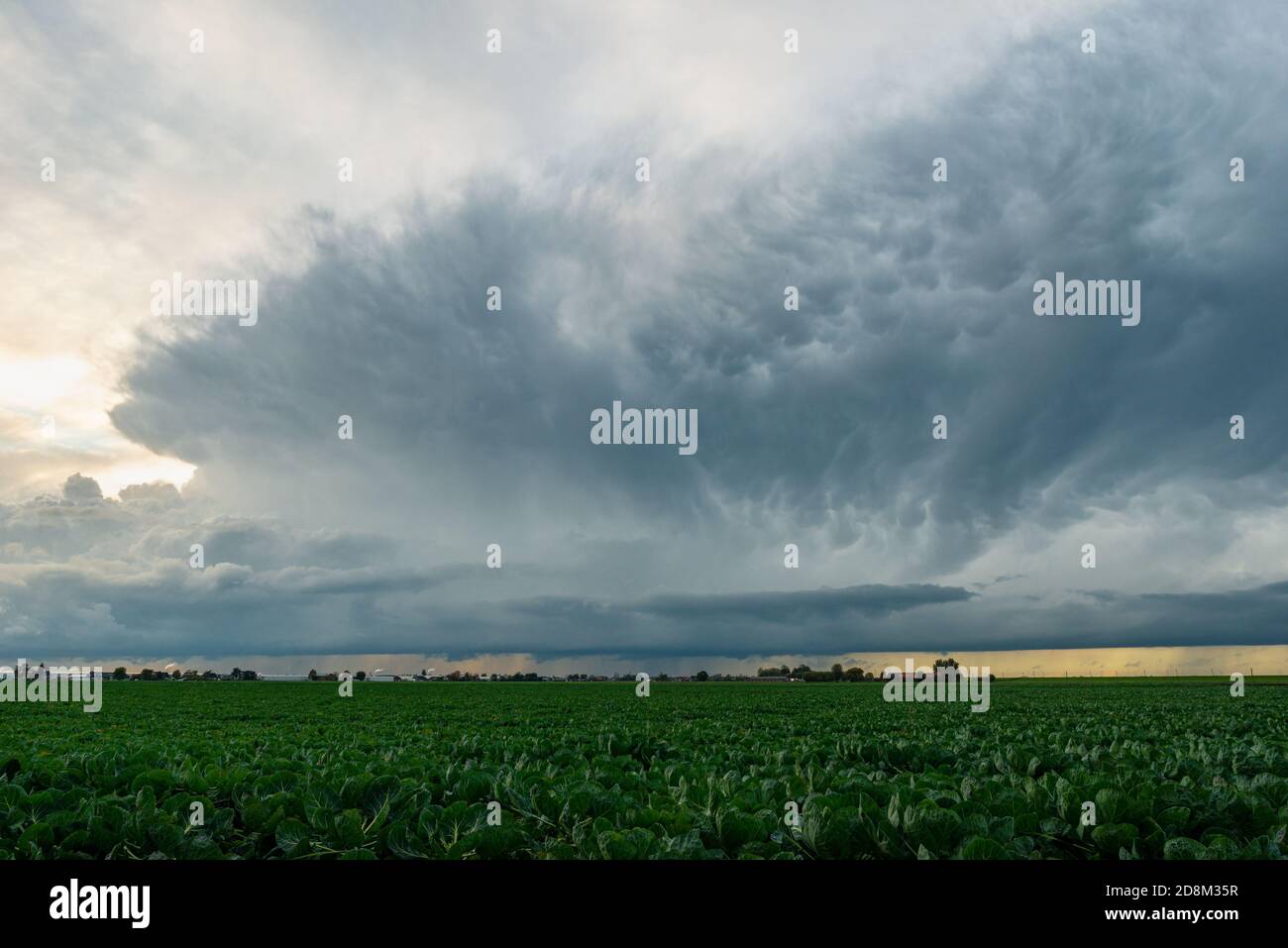 Forte tempesta con enorme incudine e mammato su campi agricoli In Olanda Foto Stock