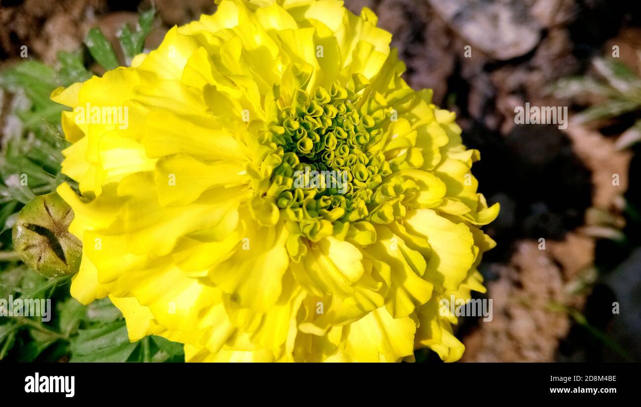Fiori di colore giallo e arancio in giardino Foto Stock