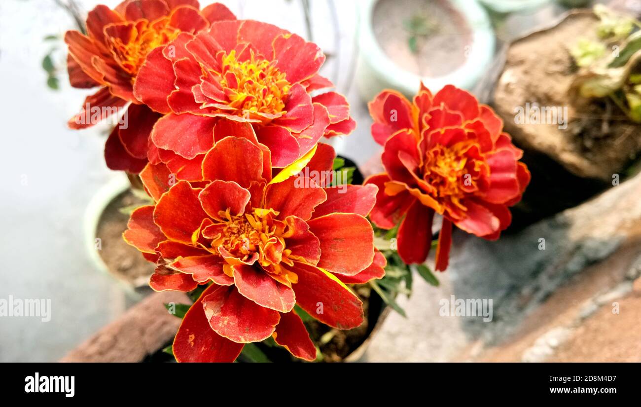 Un tagetes patula francese marigold in fiore, giallo arancio mazzo di fiori, foglie verdi, piccolo arbusto Foto Stock