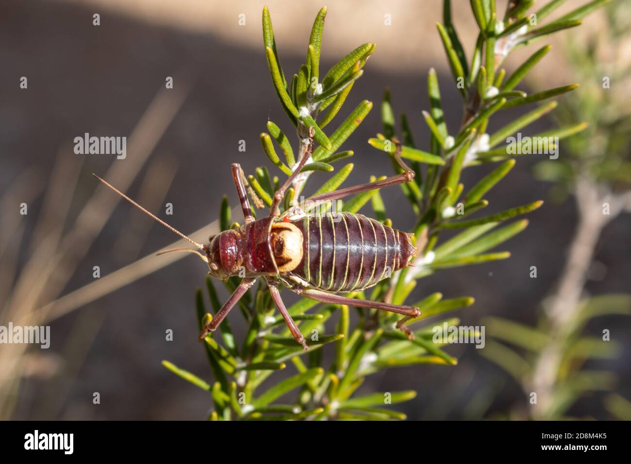 Isolato cicadida insetto su un ramo di rosmarino. Piccolo corpo marrone con sei gambe, due antenne, corpo vibrante che produce suoni. Trovati in campagna, Foto Stock