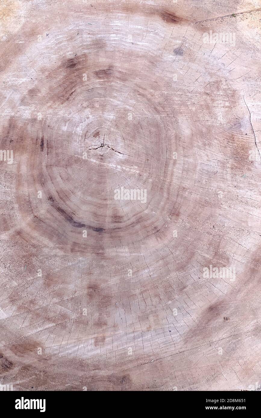Cadde un albero. Anelli annuali su legno. Lo sfondo testurizzato di un albero naturale. Foto Stock