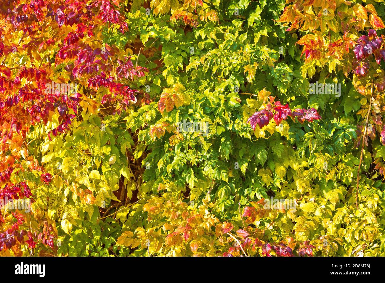 Autunno foglie colore specter vista, colori di caduta Foto Stock