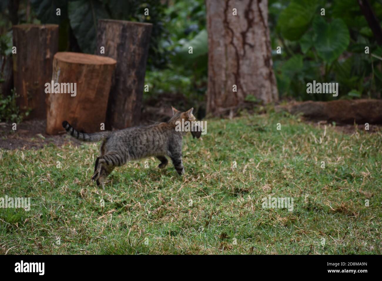 Mouse in bocca Foto Stock