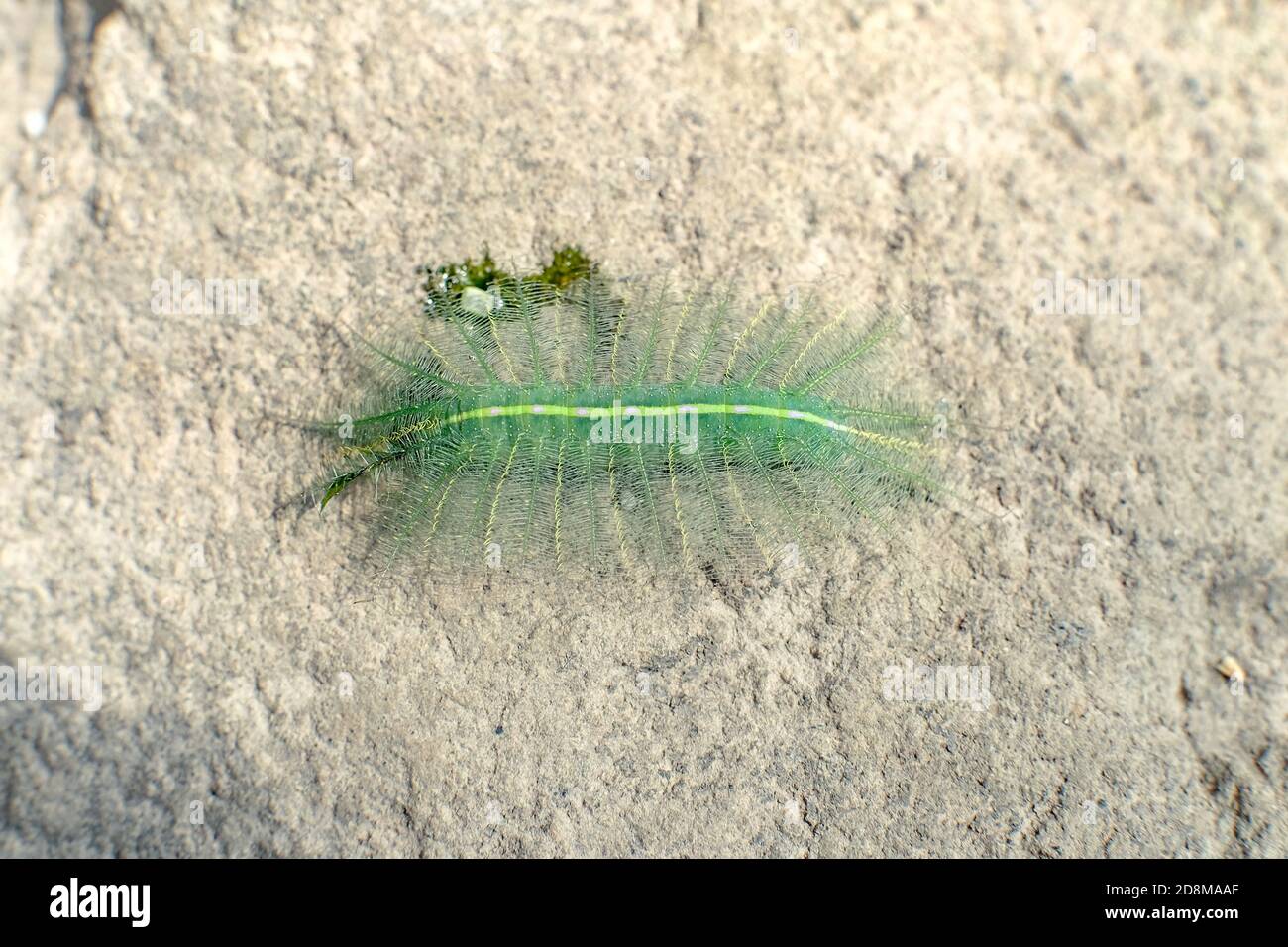 Il barone comune Caterpillar specie: Eutalia Aconthea Ordine: Lepidoptera . Un singolo barone comune caterpillar si sbatte da sotto una foglia, come questo Foto Stock