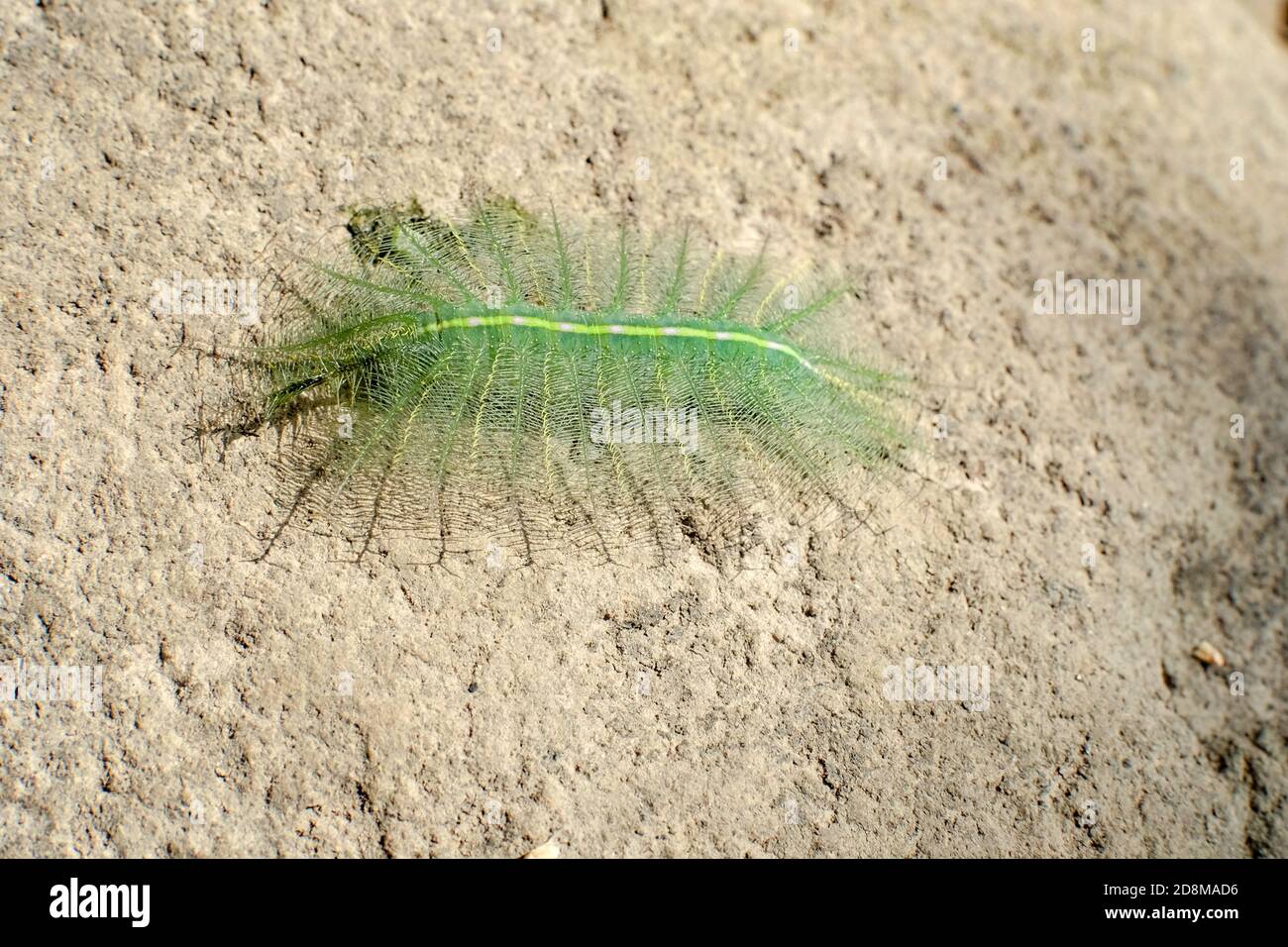 Il barone comune Caterpillar specie: Eutalia Aconthea Ordine: Lepidoptera . Un singolo barone comune caterpillar si sbatte da sotto una foglia, come questo Foto Stock