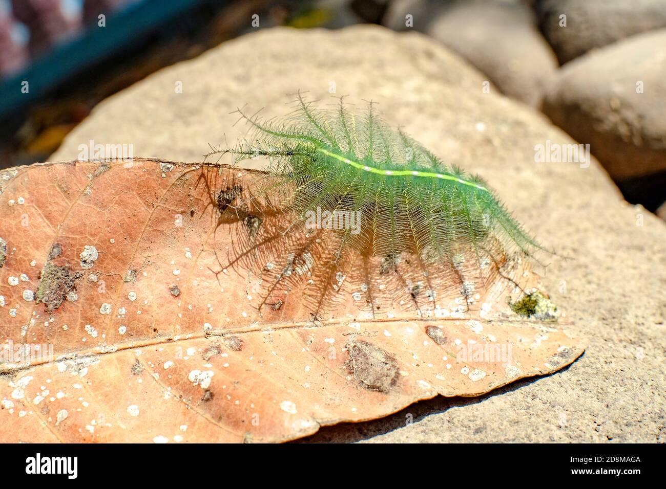 Il barone comune Caterpillar specie: Eutalia Aconthea Ordine: Lepidoptera . Un singolo barone comune caterpillar si sbatte da sotto una foglia, come questo Foto Stock