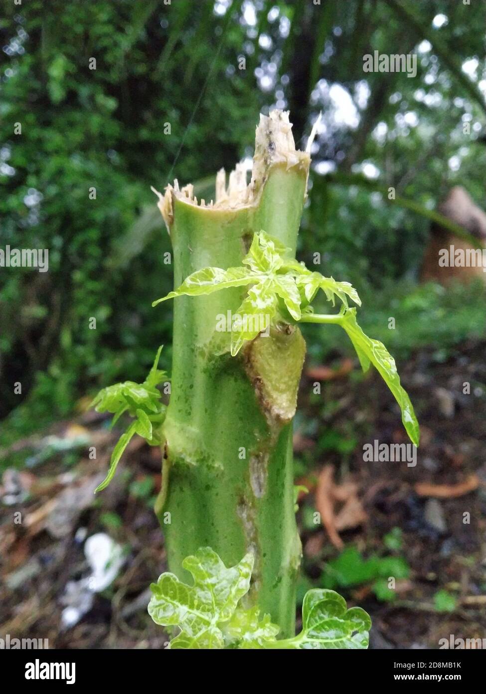 Combatti indietro di una pianta di Papaya dopo essere stato rotto nel mezzo. Foto Stock