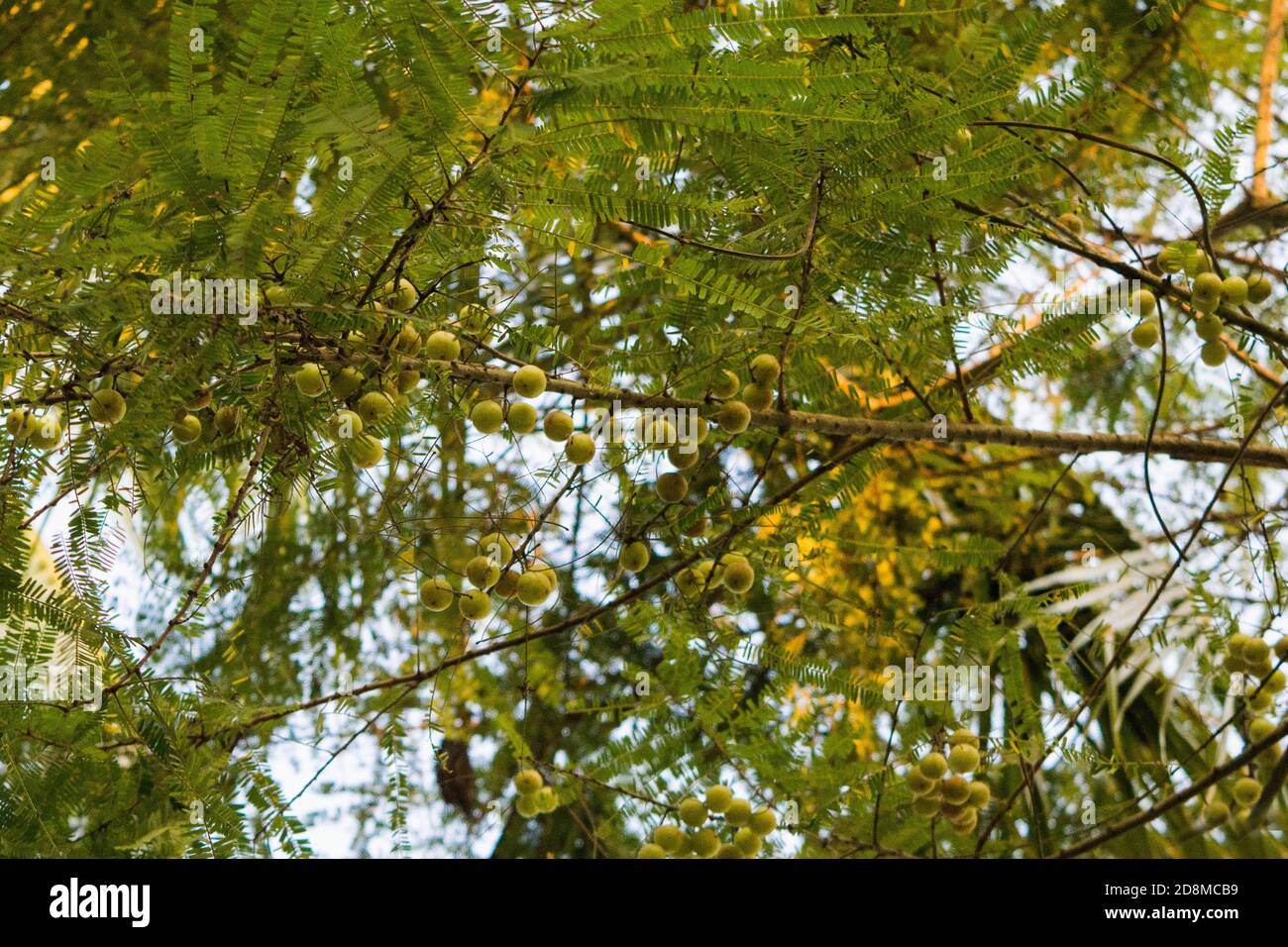 L'albero indiano del mirtillo, Phyllanthus emblica, è anche chiamato aamla in Hindi, frutta locale ed erbe con proprietà medicinali Foto Stock