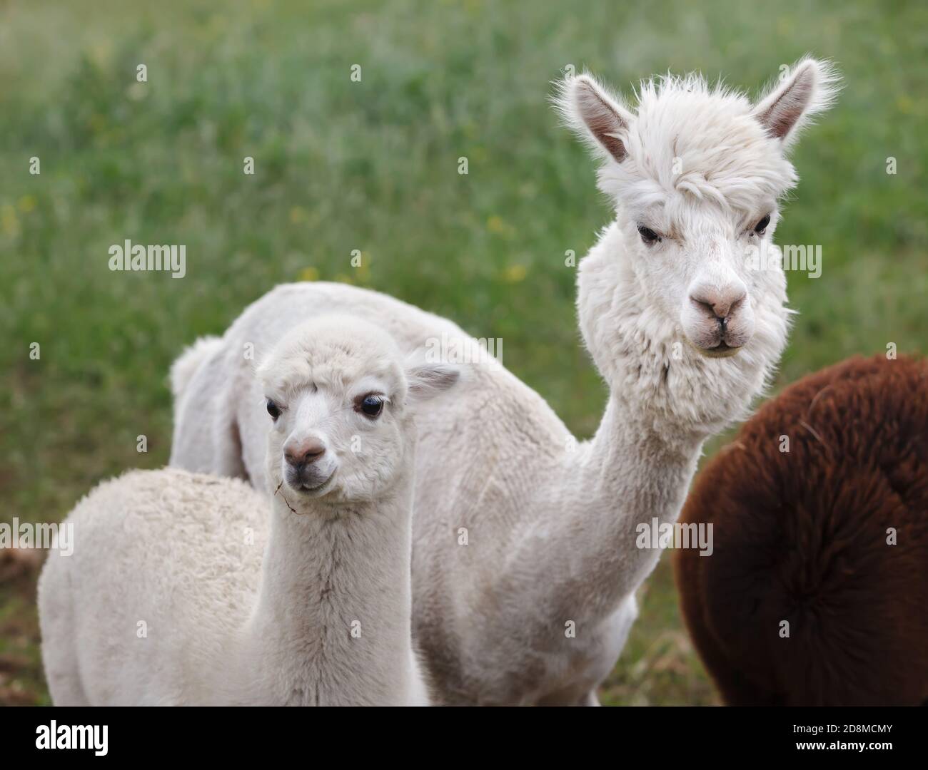 Un alpaca (Vicugna pacos) è una specie addomesticata di camelide sudamericano. Assomiglia ad un piccolo lama nell'aspetto Foto Stock