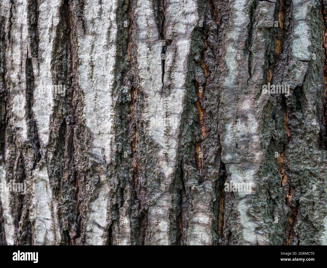 Corteccia albero naturale struttura di legno modello. Foto Stock