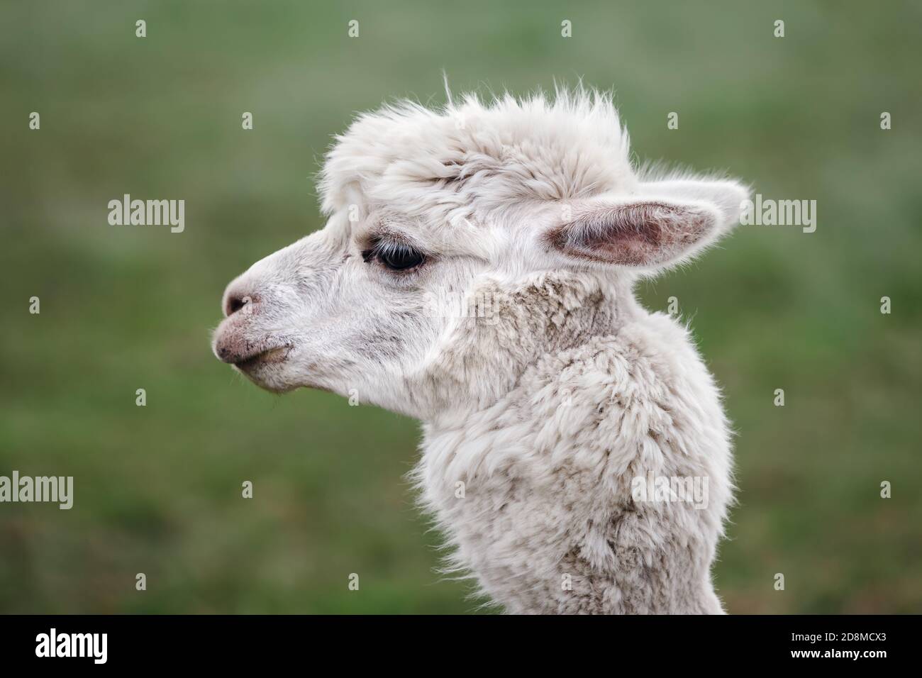 Un alpaca (Vicugna pacos) è una specie addomesticata di camelide sudamericano. Assomiglia ad un piccolo lama nell'aspetto Foto Stock