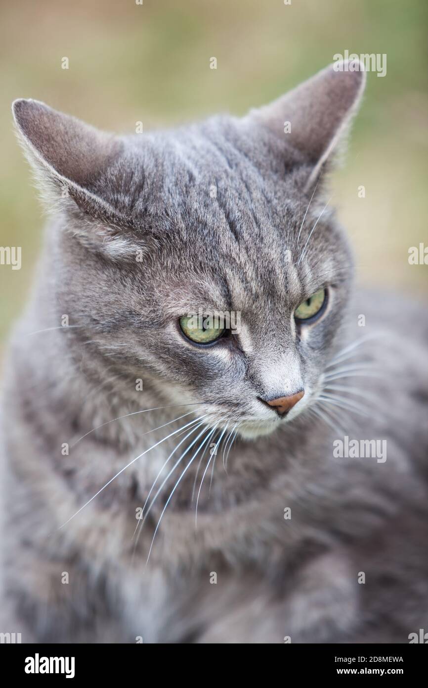 immagine ravvicinata di un gattino grigio cenere che gioca all'aperto Foto Stock