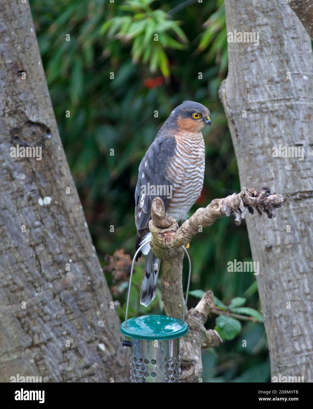 Maschio Sparrowwawk, Edimburgo, Scozia, Regno Unito. 31 ottobre 2020. Temperatura 16 gradi, molto ventoso e docce non disturbano questo uccello di preda in attesa di pranzo. Foto Sparrowwawk maschio in attesa a mangiatori di uccelli da giardino per un ususususptecting pasto pronto fatto. Foto Stock