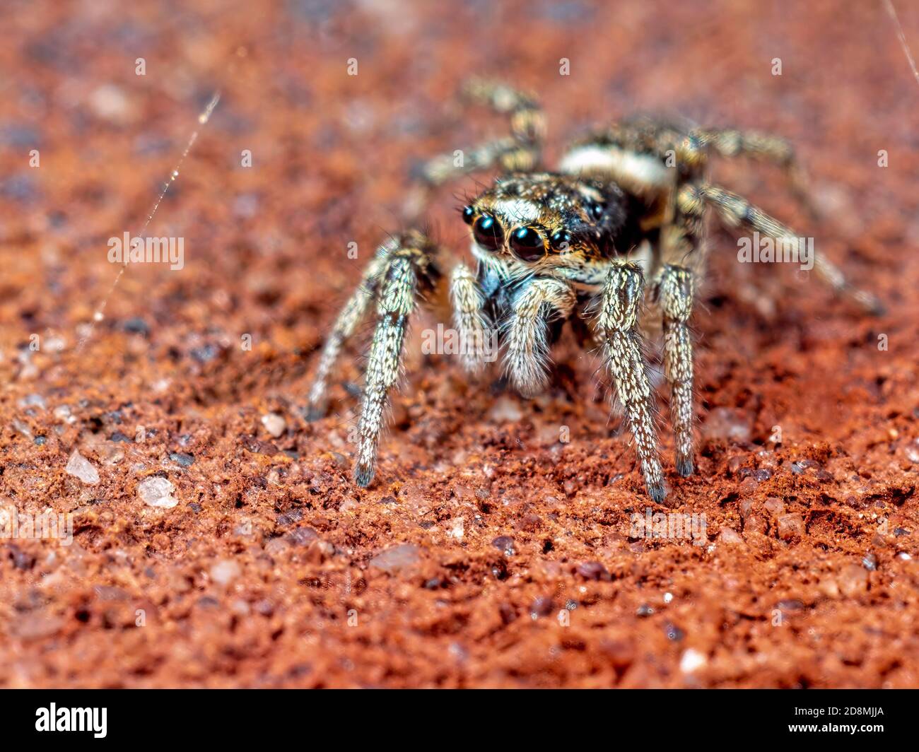 Una crociera a salto Foto Stock