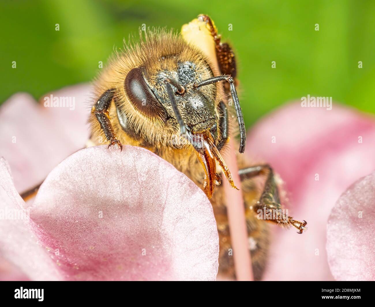 Un'ape solitaria ricoperta di polline poggiata su un fiore rosa nel giardino posteriore Foto Stock