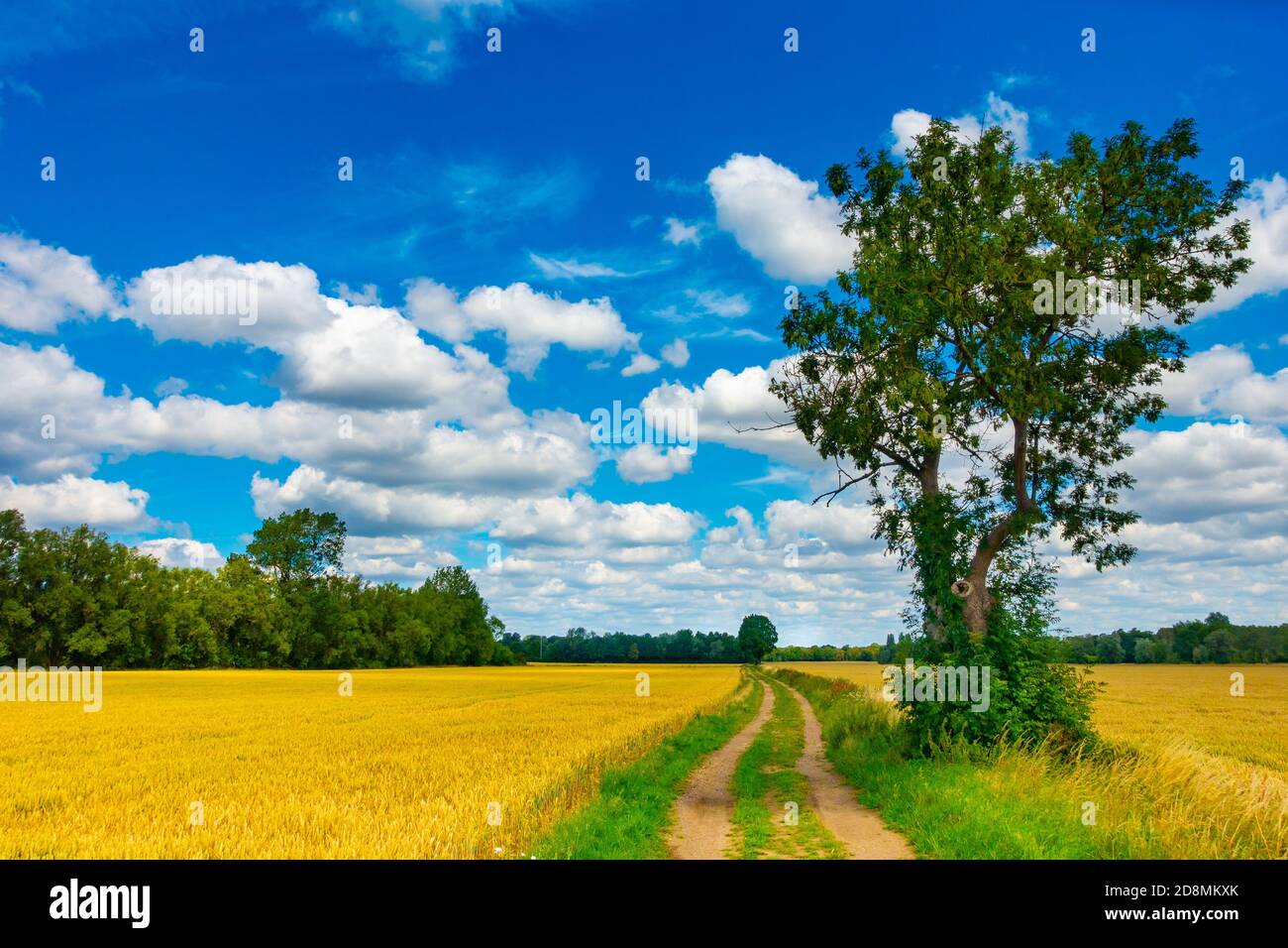 Soleggiato scenario estivo della campagna britannica con cielo blu, nuvole bianche e una pista che conduce in lontananza. Foto Stock