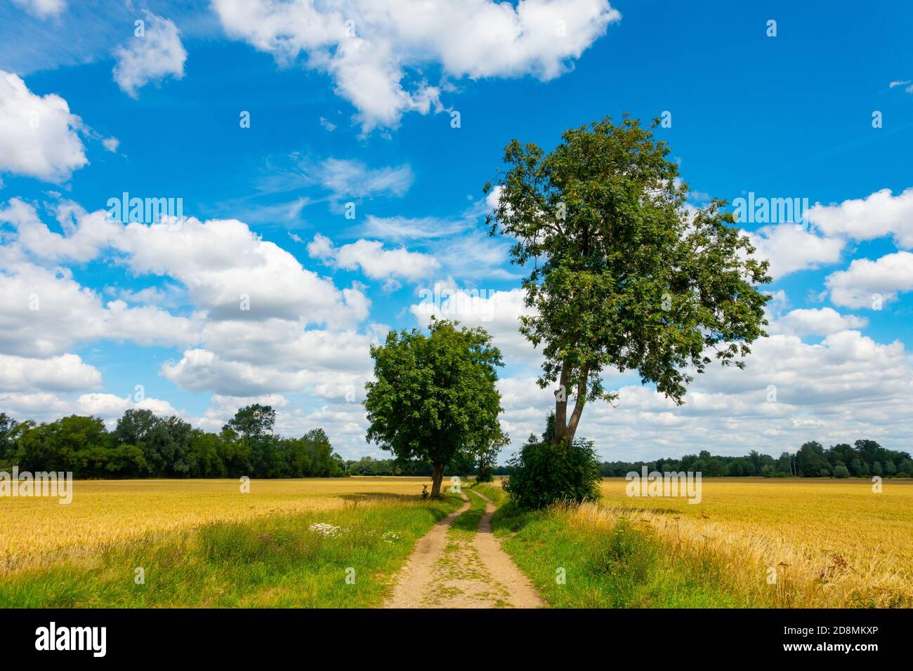 Soleggiato scenario estivo della campagna britannica con cielo blu, nuvole bianche e una pista che conduce in lontananza. Foto Stock