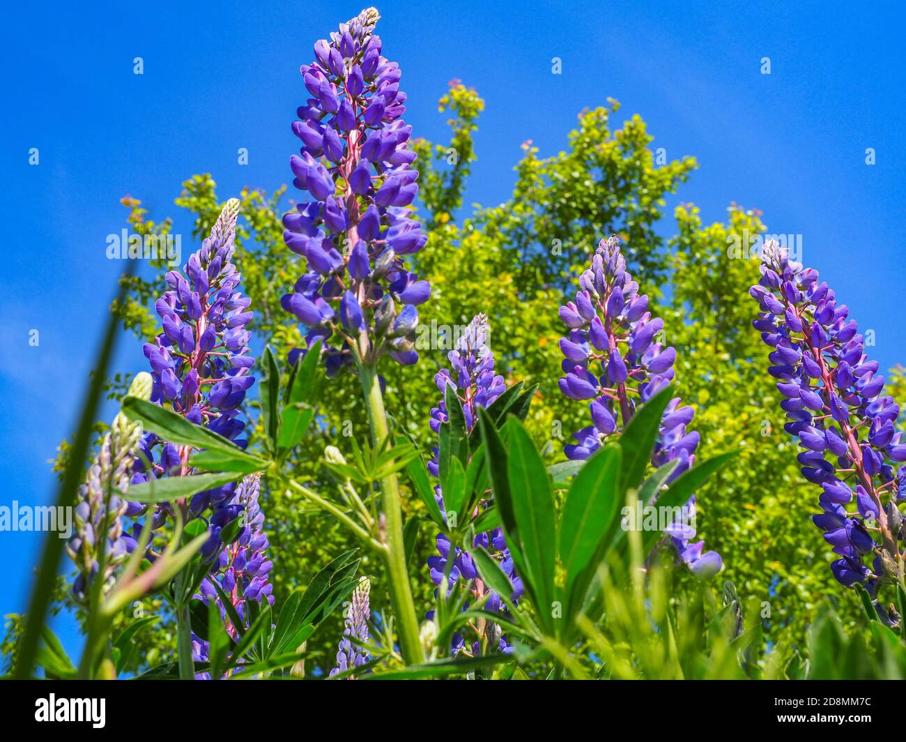 Lupinus perennis conosciuto come lupino blu o lupino solare è pianta fiorente nella famiglia dei legumi Fabaceae. Fiori viola selvaggi su sfondo blu del cielo. Foto Stock