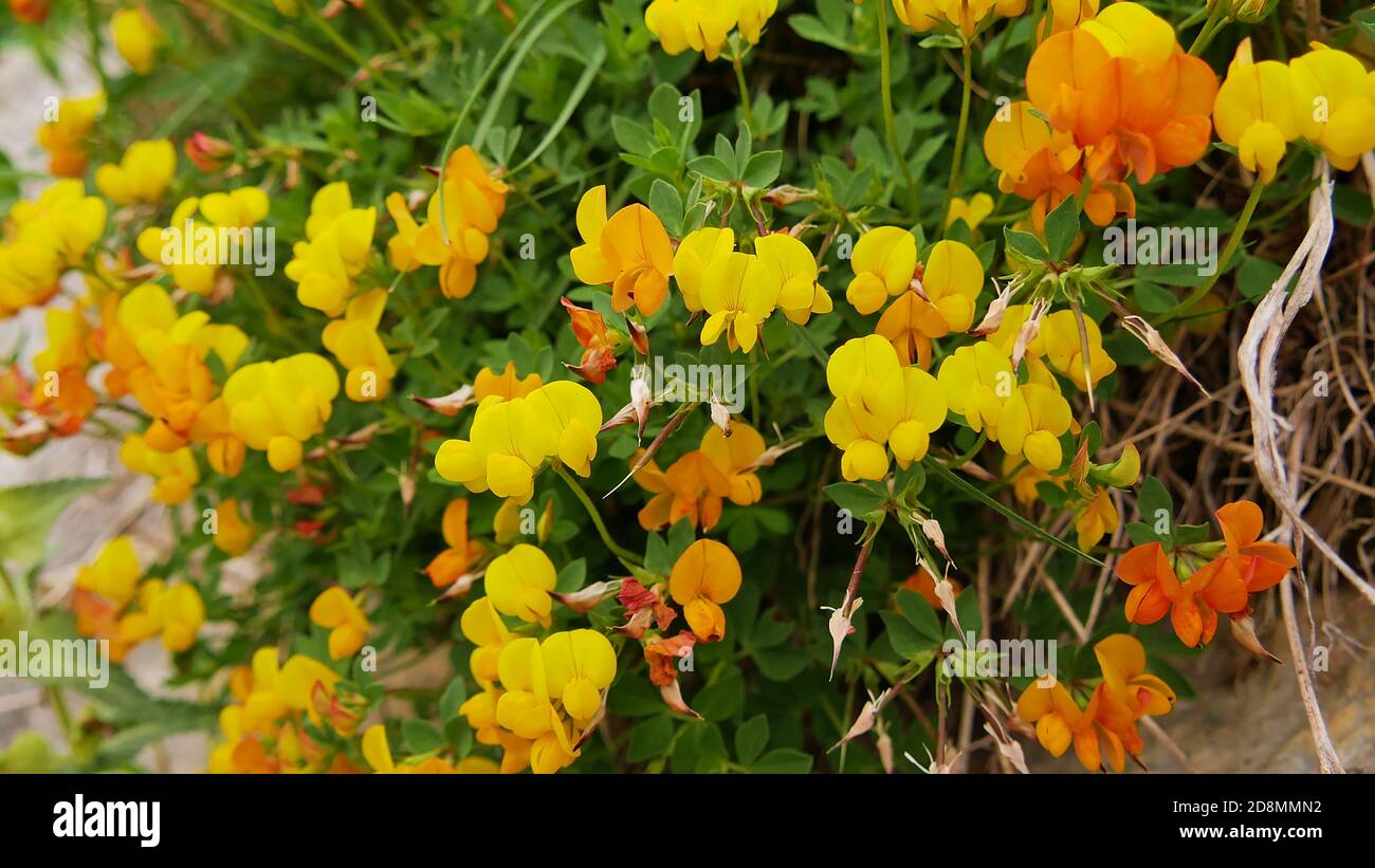 Bella coronilla di fiori selvatici alpini in fiore giallo e arancio su un prato con erba in Alto Adige, Italia nei primi mesi estivi. Foto Stock