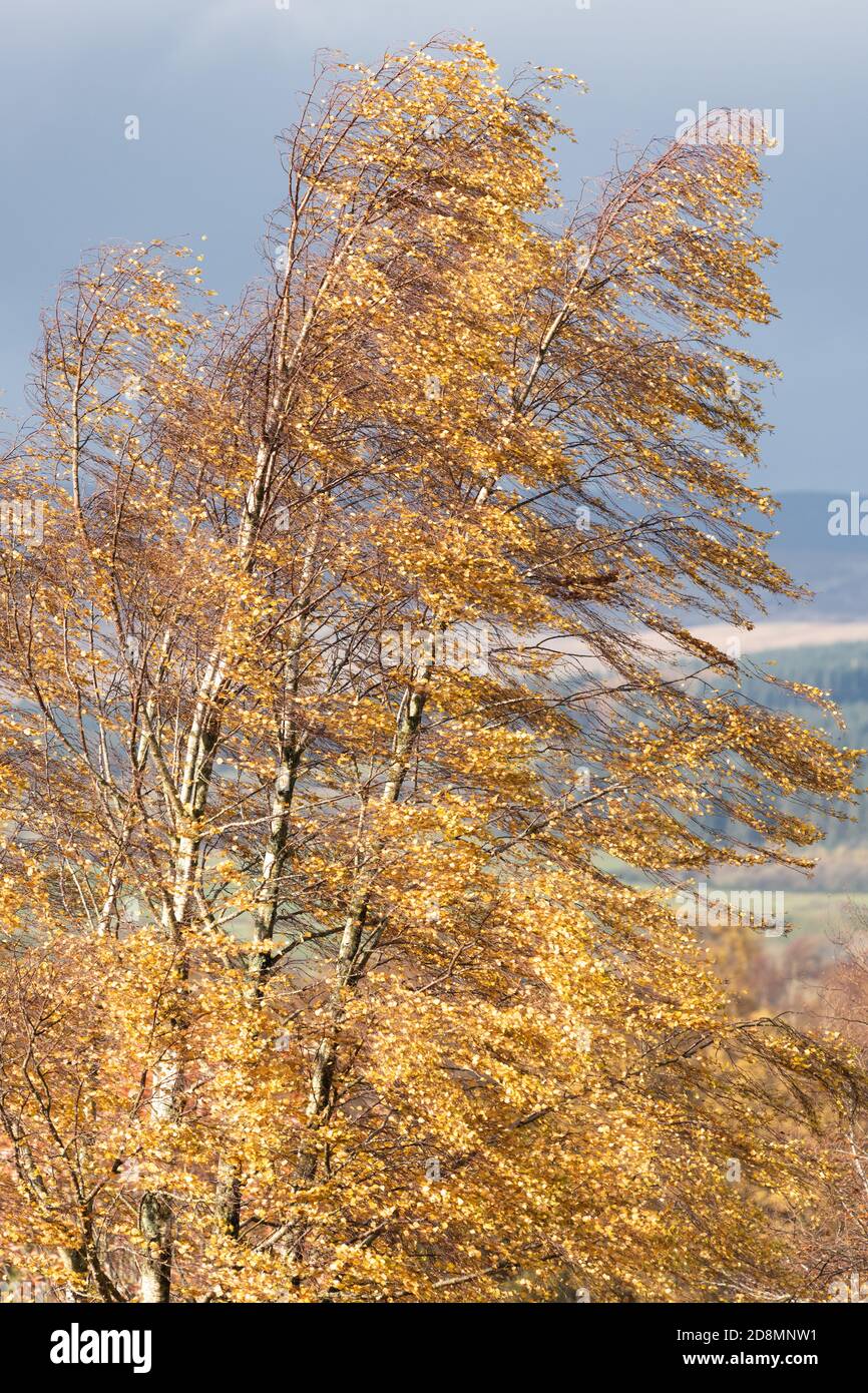 Silver Birch betula foglie soffia nel vento d'autunno - REGNO UNITO Foto Stock