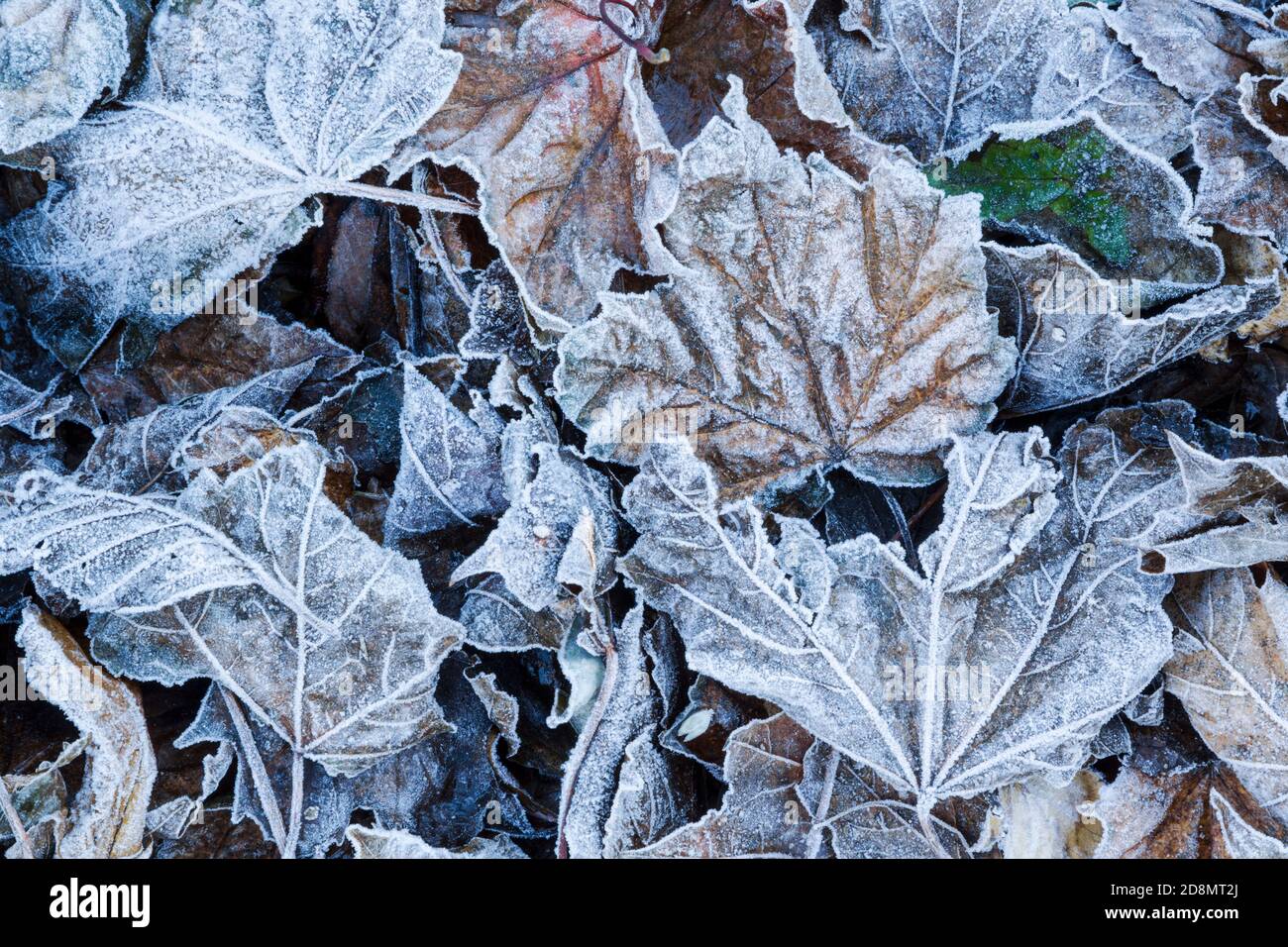 Mosaico di foglie cadenti che giacciono a terra e coperte con gelo Foto Stock