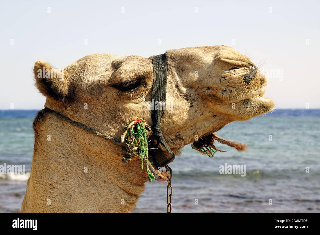 Un cammello sulla spiaggia vicino a Dahab, Egitto Foto Stock