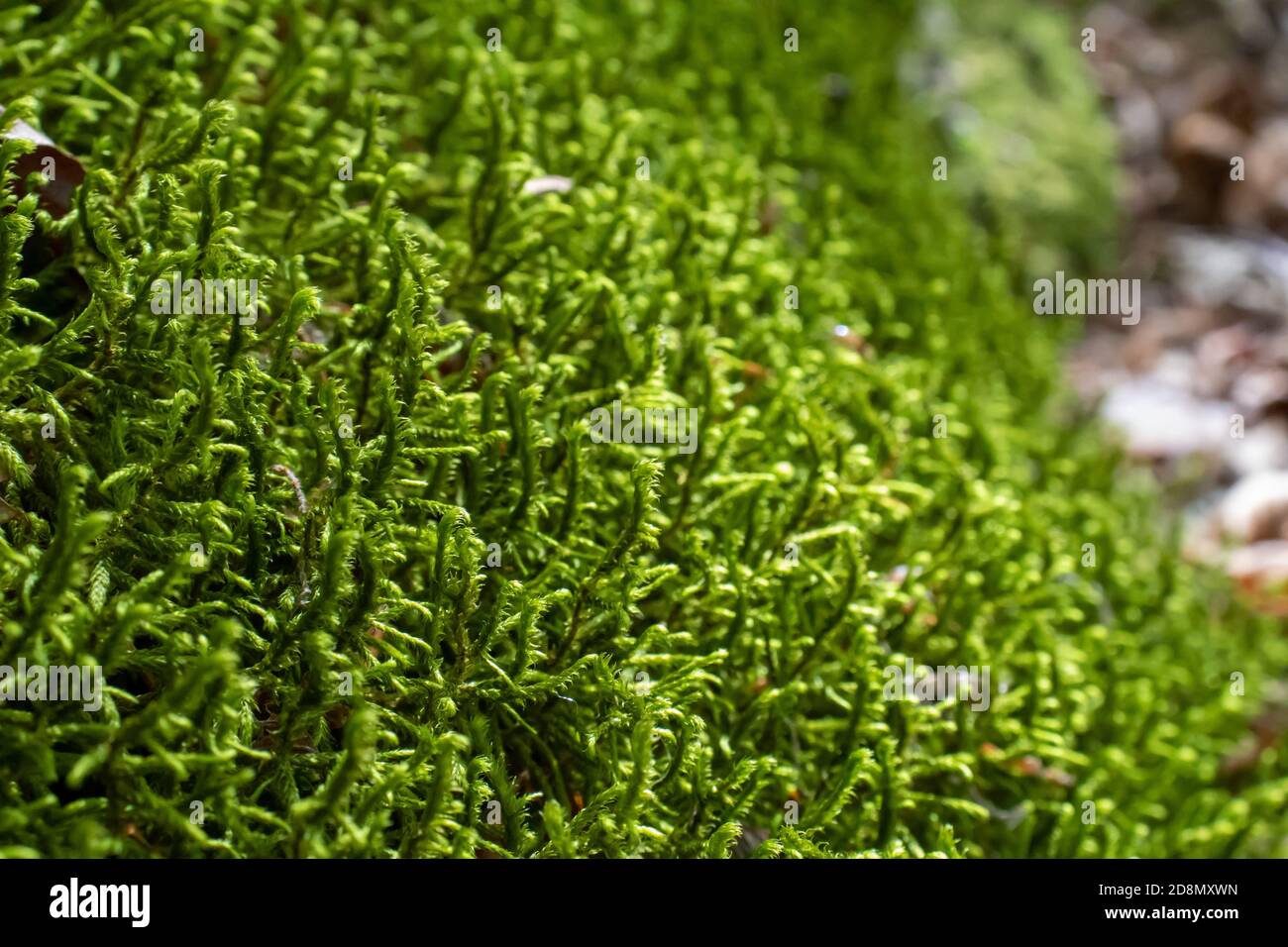 Terreno coperto da muschio verde da vicino. Foto Stock