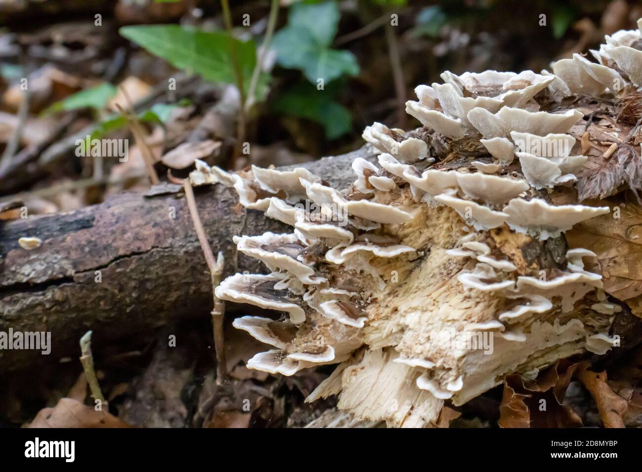 funghi legnosi bianchi, funghi che escono da un tronco di albero nella foresta. Foto Stock