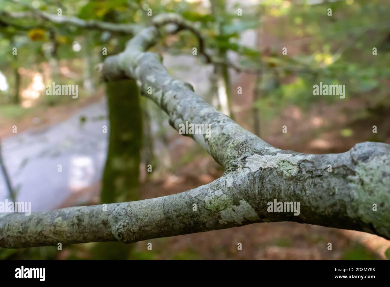 ramo di albero vicino nei boschi Foto Stock