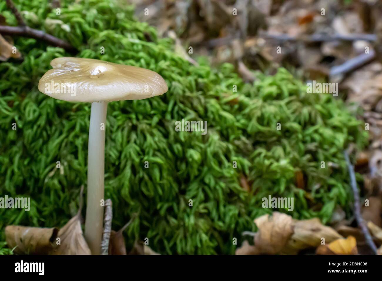 Primo piano di funghi bianchi uscendo tra foglie, muschio e rami nelle montagne tra gli alberi Foto Stock