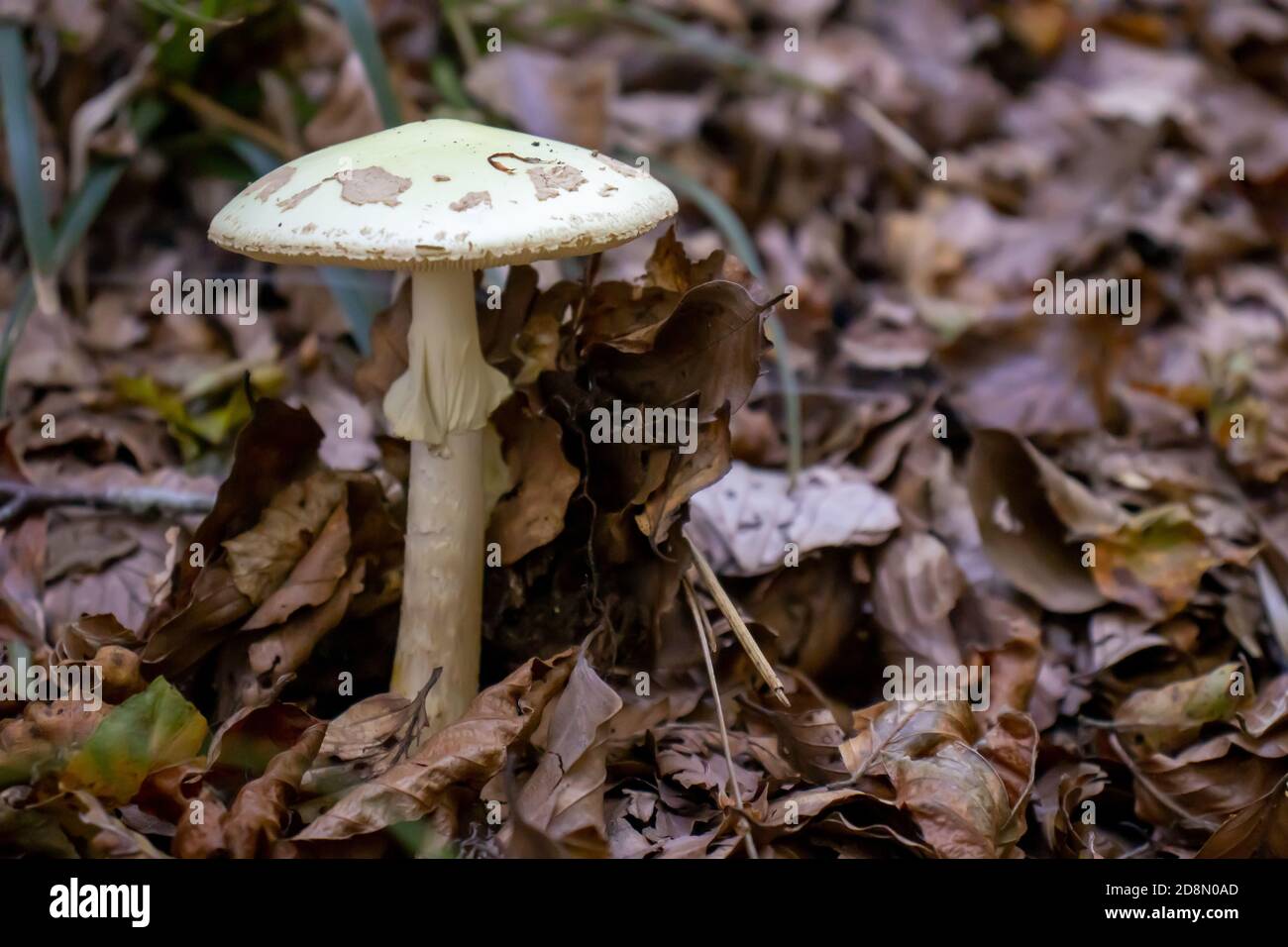 Primo piano di funghi bianchi uscendo tra foglie, muschio e rami nelle montagne tra gli alberi Foto Stock