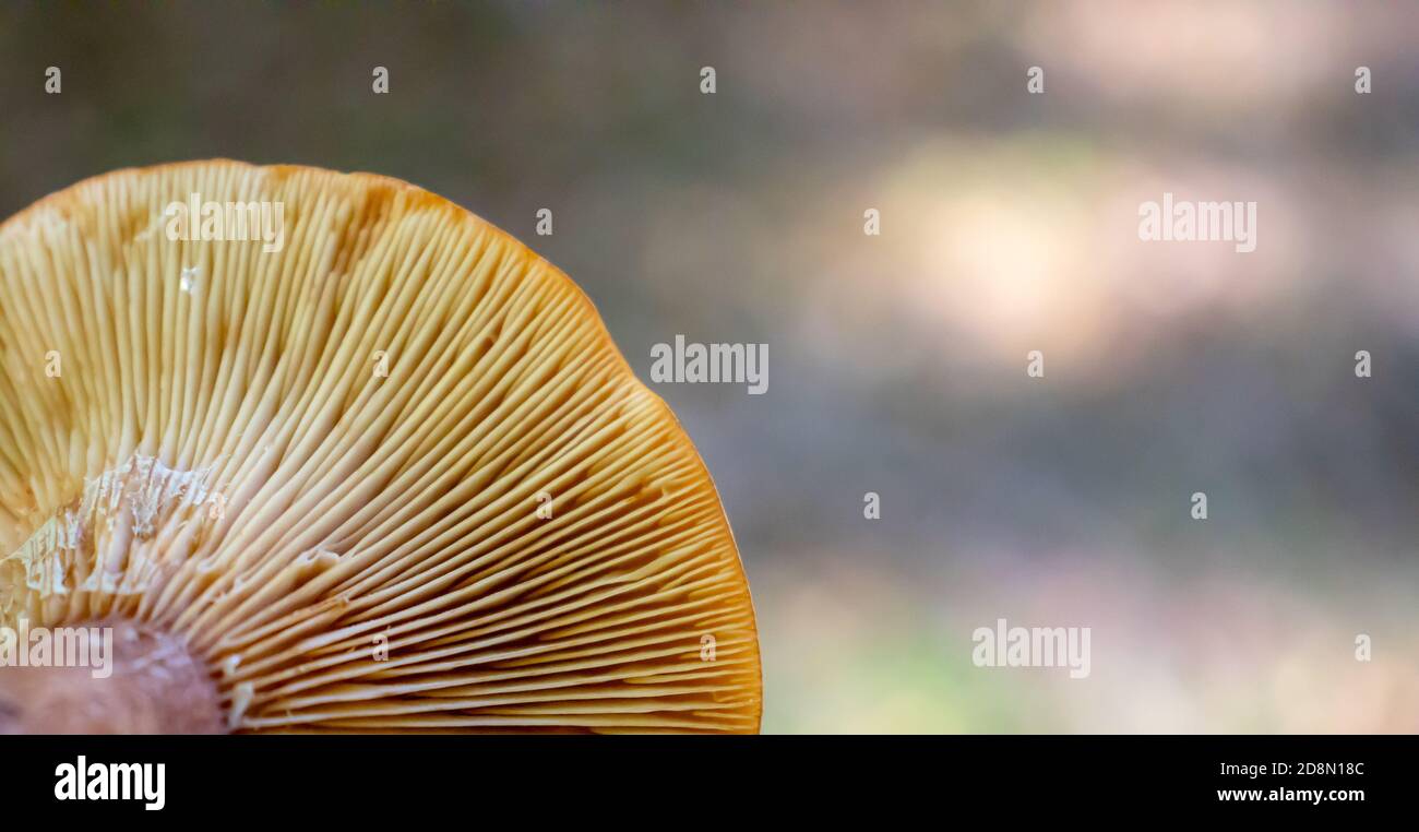 sfondo sotto il cappello del fungo con le canne nei boschi. Foto Stock