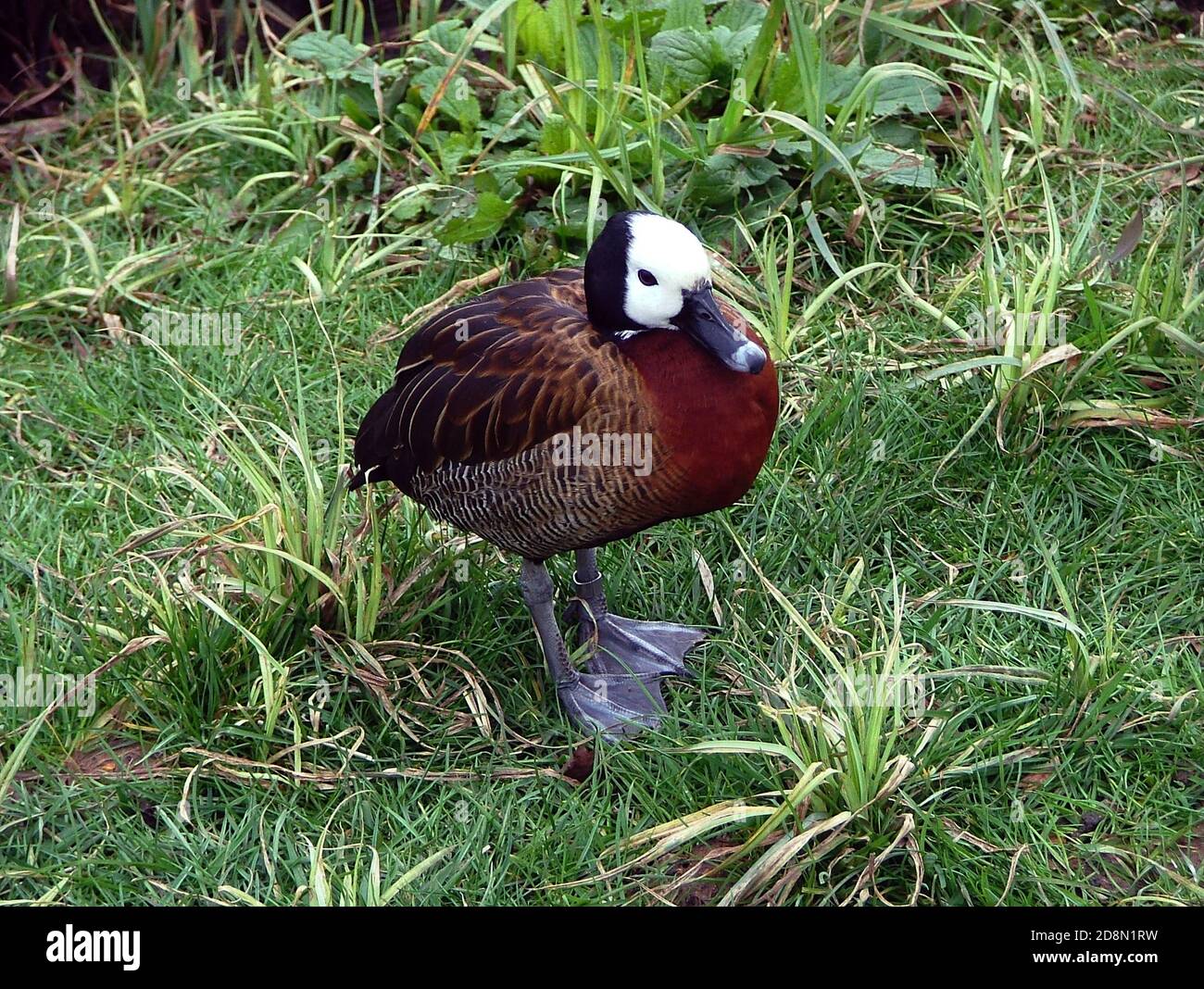 Captive White-faced Whistling Duck (Dendrocygna viduata), un'anatra fischiante che si trova nei laghi d'acqua dolce, allevando in Africa sub-sahariana e Sud America. Foto Stock